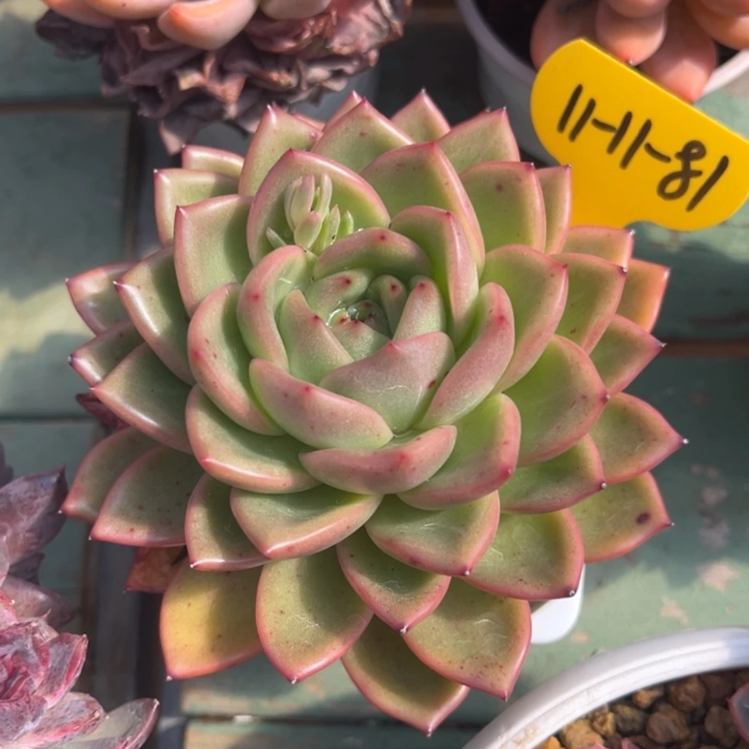 11-11-81丽珠珍妮多肉植物