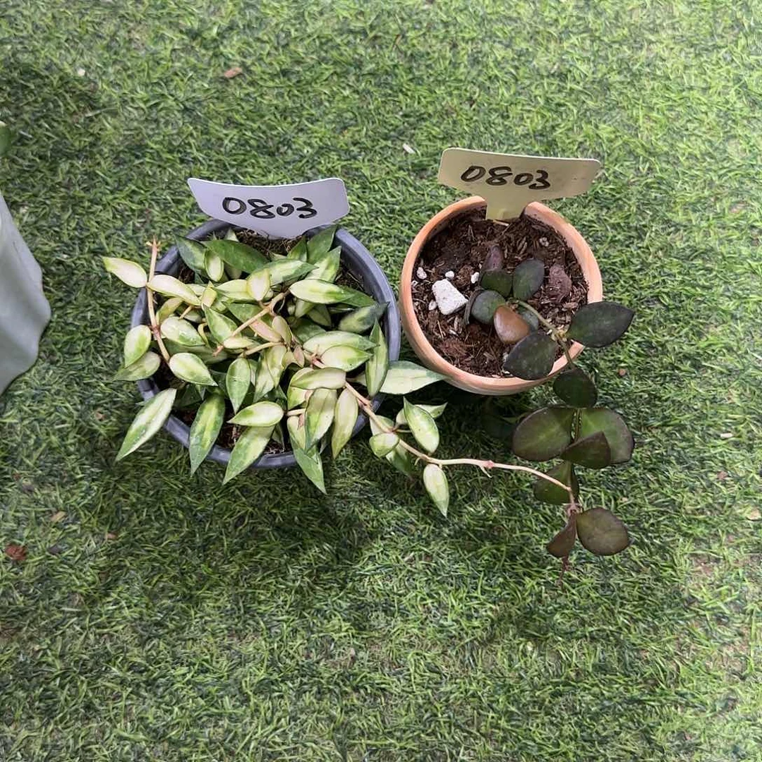 无花朵卡梅拉➕天涯桌面款