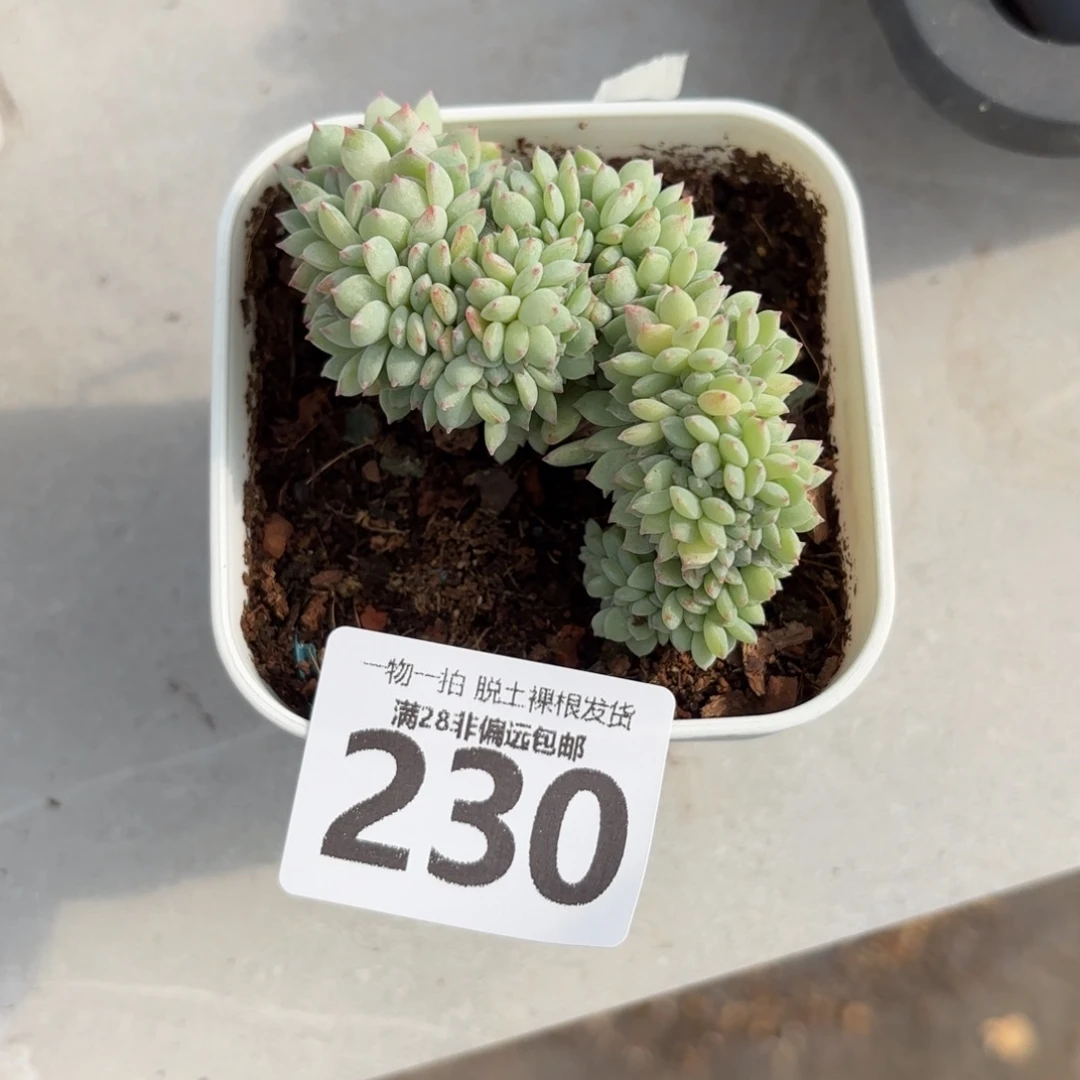 小粉梅缀无盆土发货