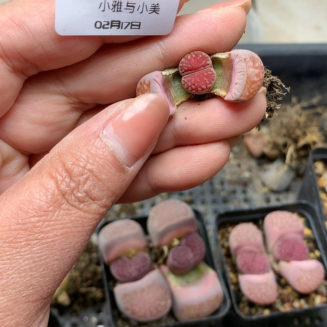 W440多肉植物保护