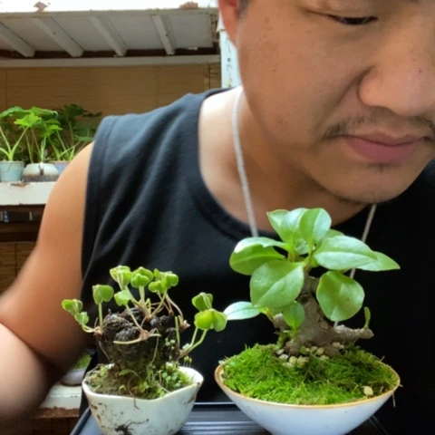 红陶往**已一物一拍所见即所得166