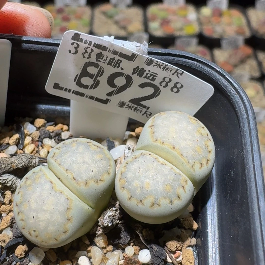 是***️Sssss生石花肉892