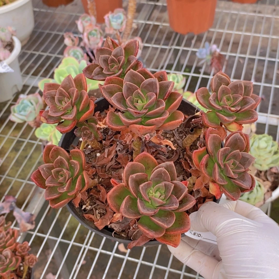 539巧克力方砖一物一拍
