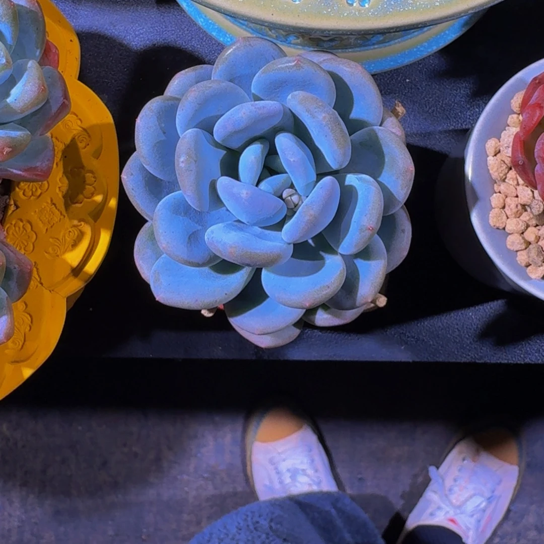 米雪奶 单头 一物一拍