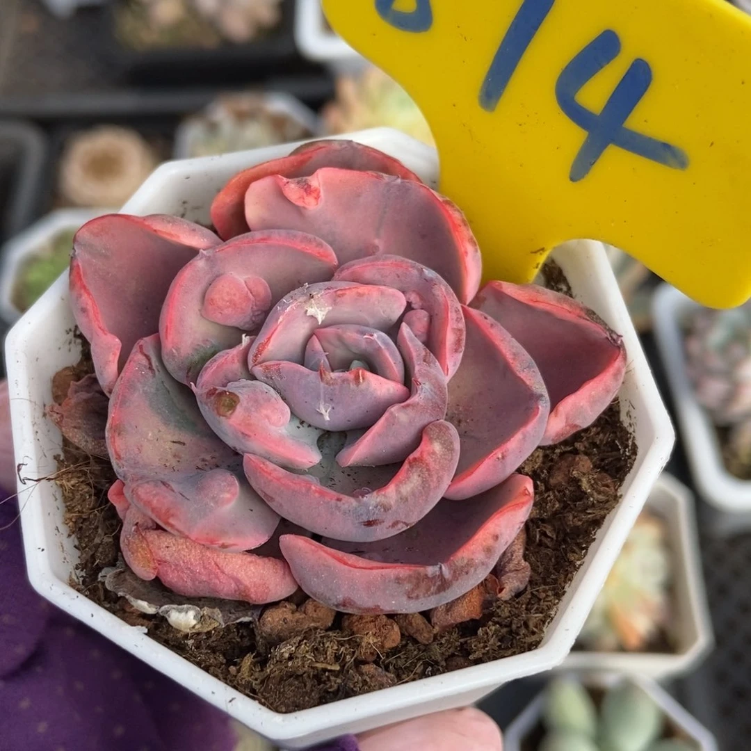 874玉滴锦多肉植物保护