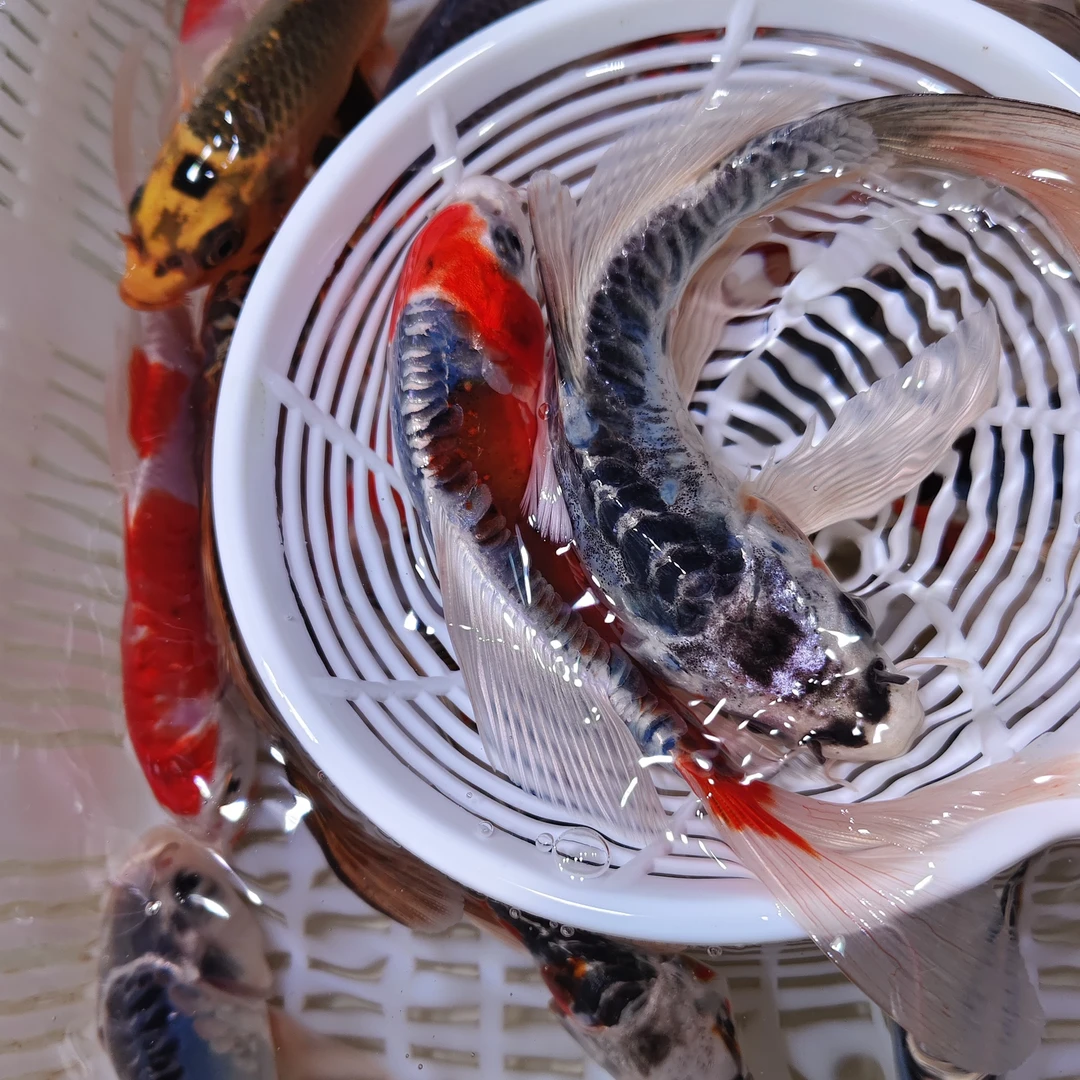 大尺寸11尾德系高端锦鲤鱼冷水鱼淡水鱼包邮包损