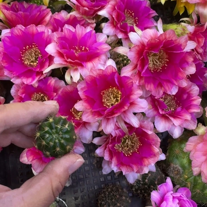 310丽花水仙歪无根侧牙3公分左右，20包邮