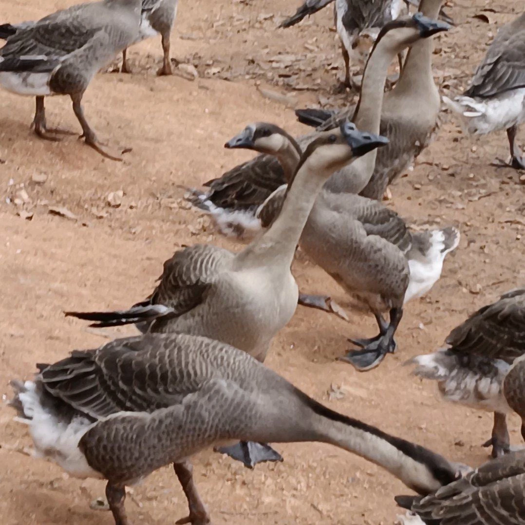 广东江门马岗鹅 顺丰包邮 正宗鱼塘散养110天大鹅