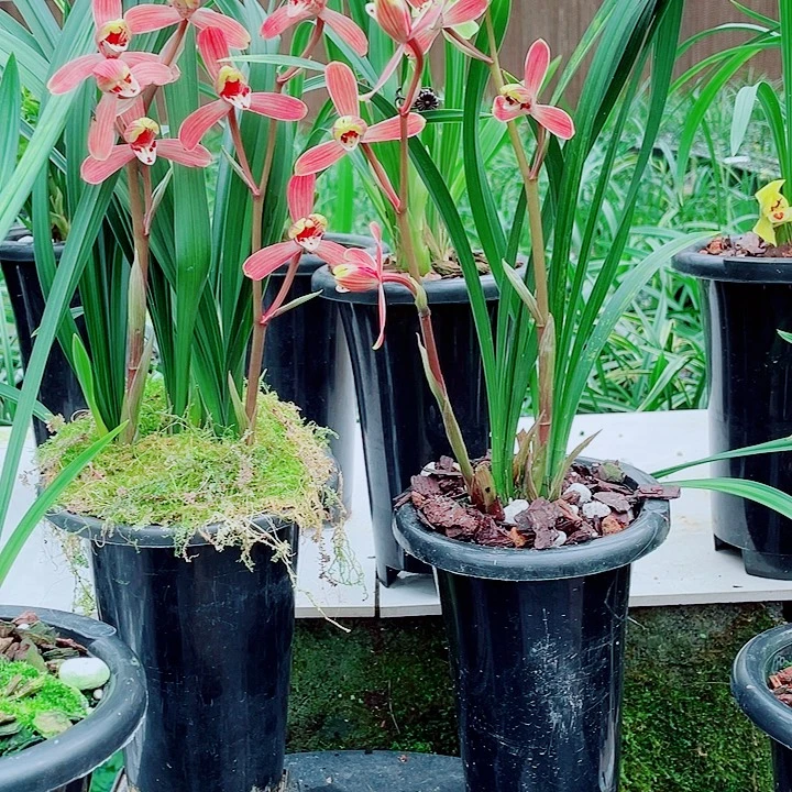 Q***.完全开放一物一漂亮