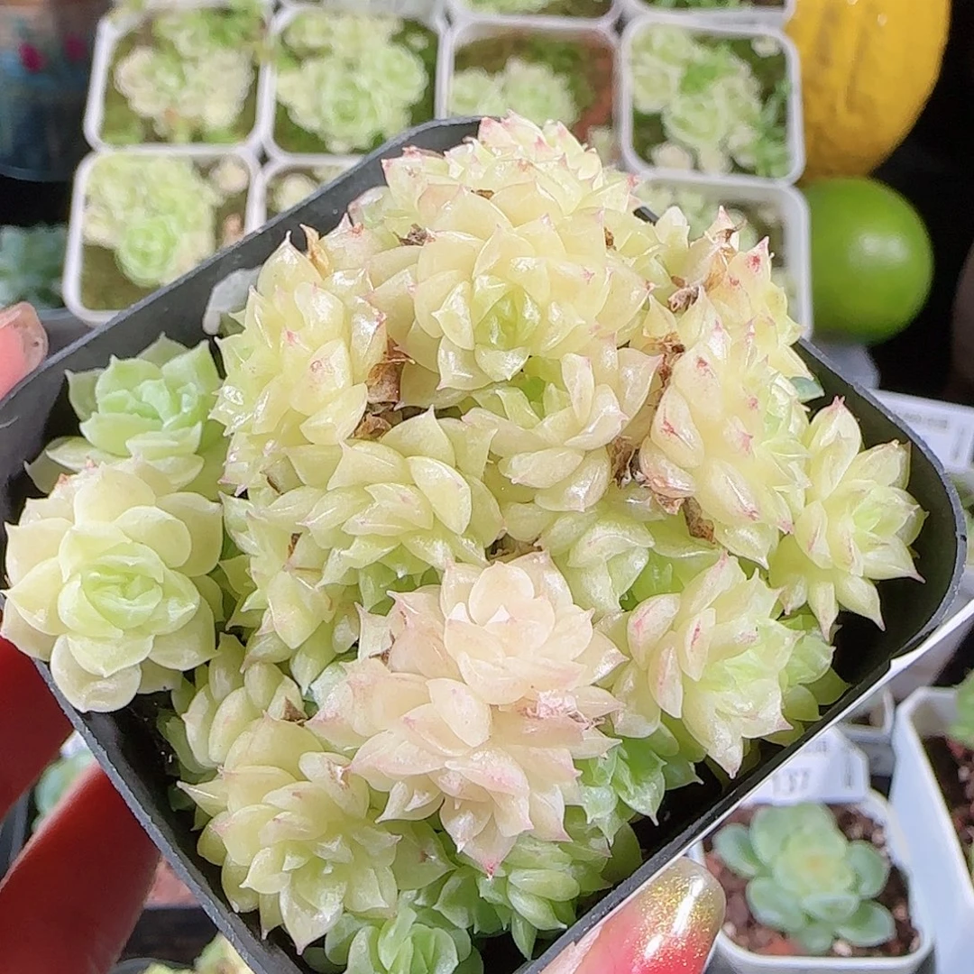 0916---141麦秆不包整