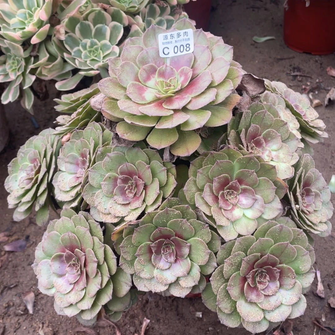 008红珊瑚多肉法师断枝不包