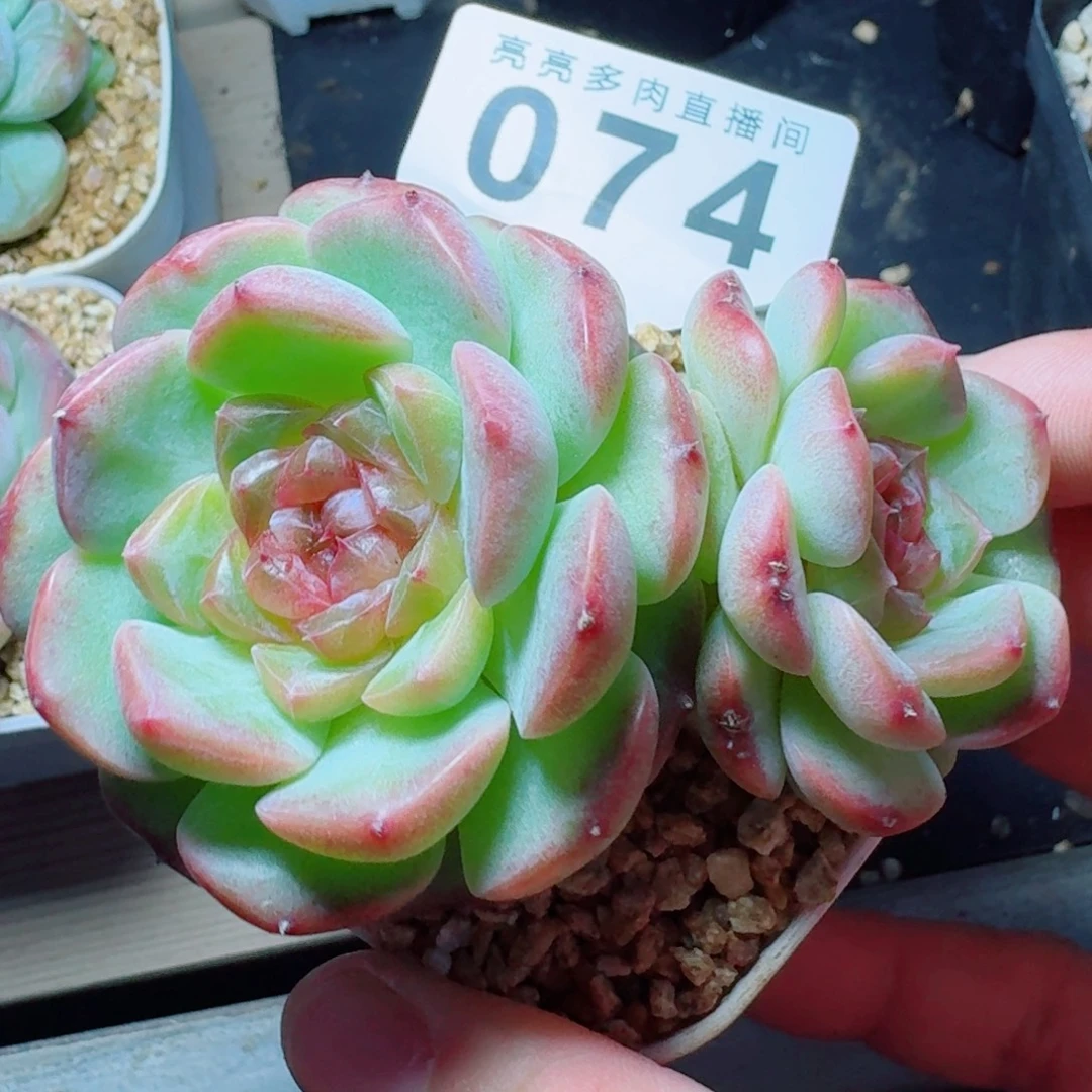 糖心福利            精美多肉植物福利