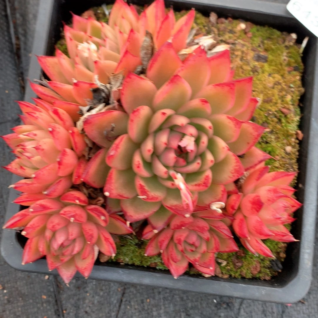 6439不包掉头整散不售后