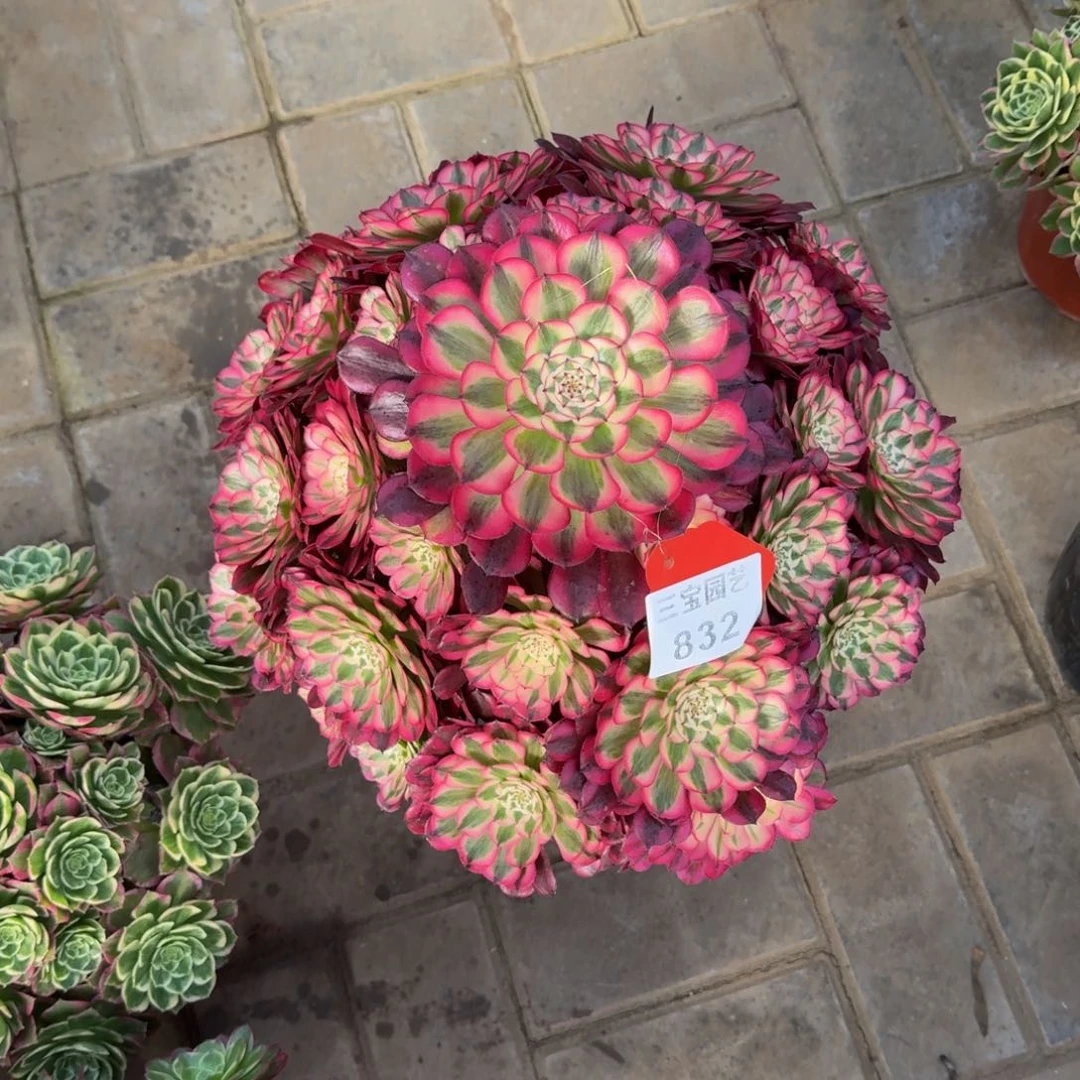 小***.多肉植物832红铜白