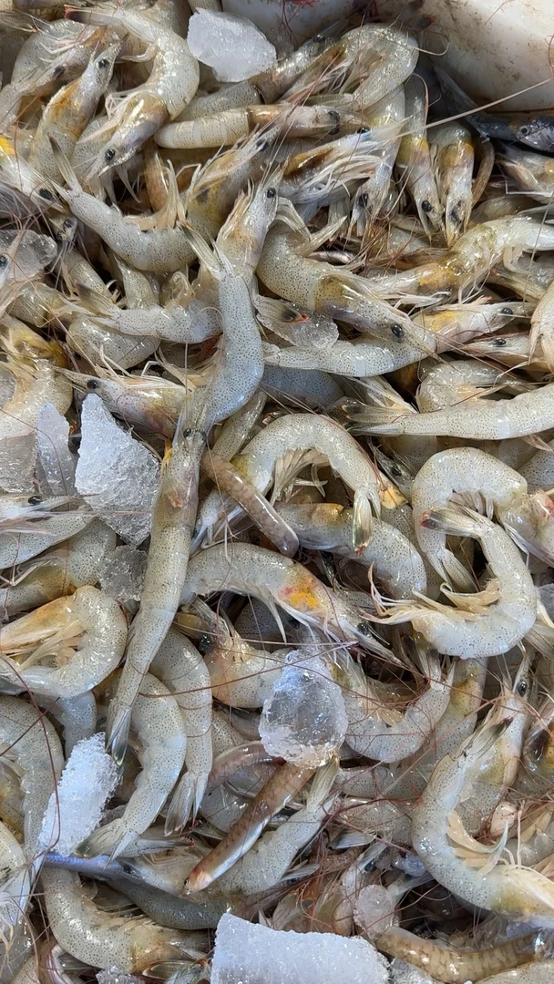 大连发货 羊毛虾 小海虾4斤 介意掉头黑头勿拍(个别杂质不售后)