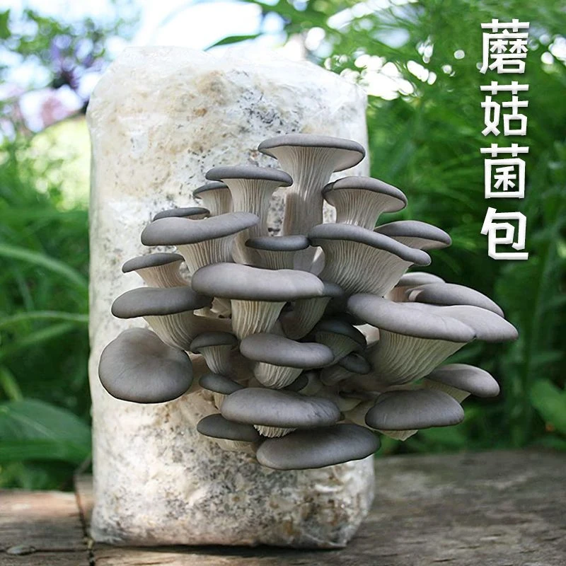 趣味益智类菌包蘑菇菌包食用菌种植包平菇菌棒喷水即长好养