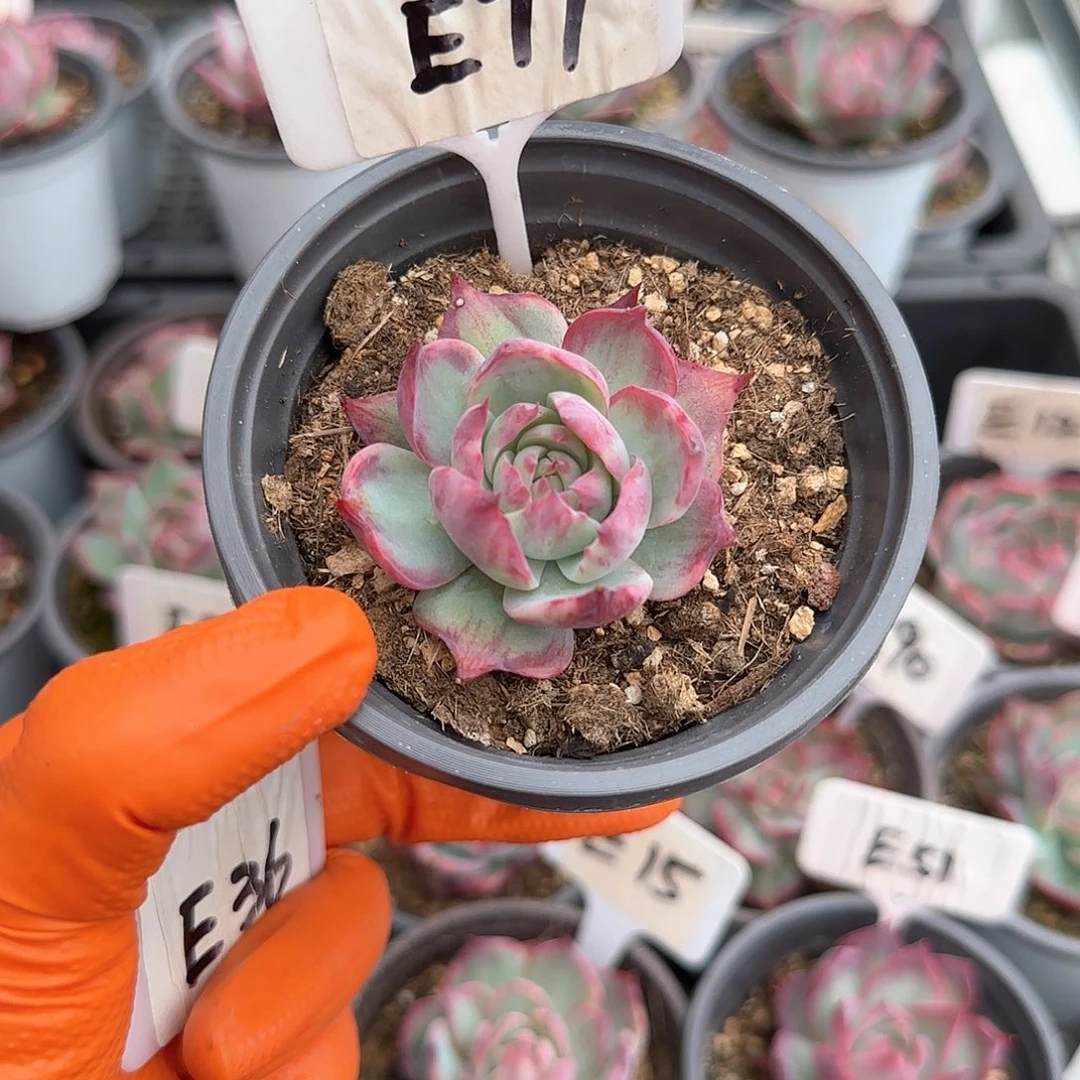 猜*E77惊鸿单头多肉