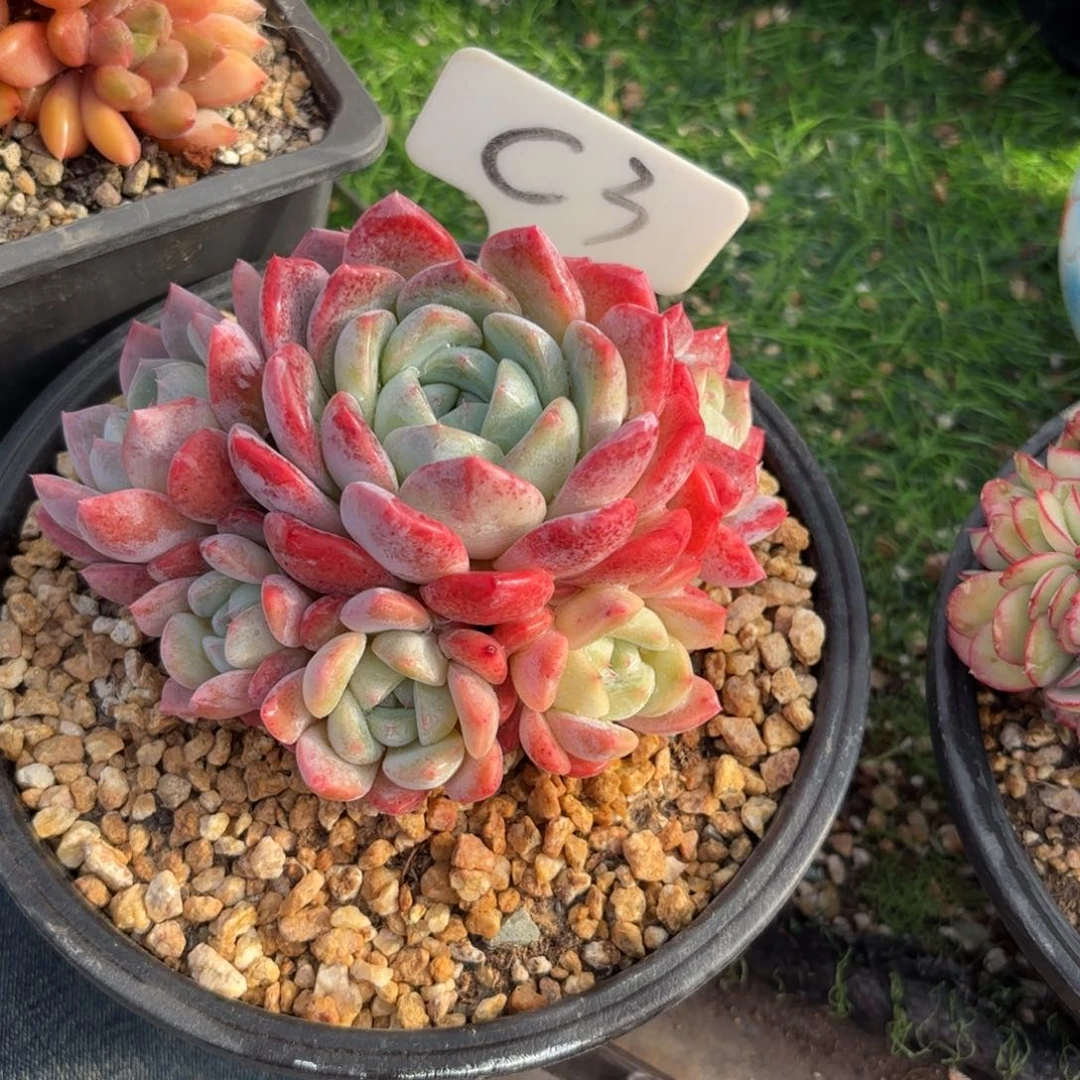 蓓***爷3fghjjjjjjjjjj多肉