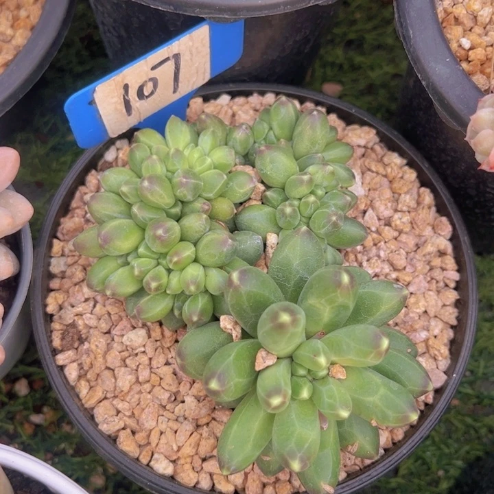 健健康康平平安安