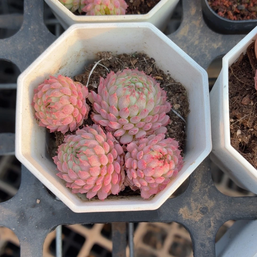 小红衣多肉9.9包邮发货