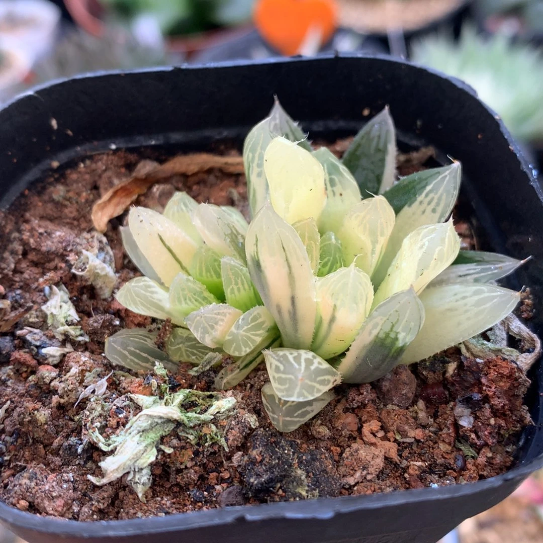 糊斑别系玉露锦，带盆一起
