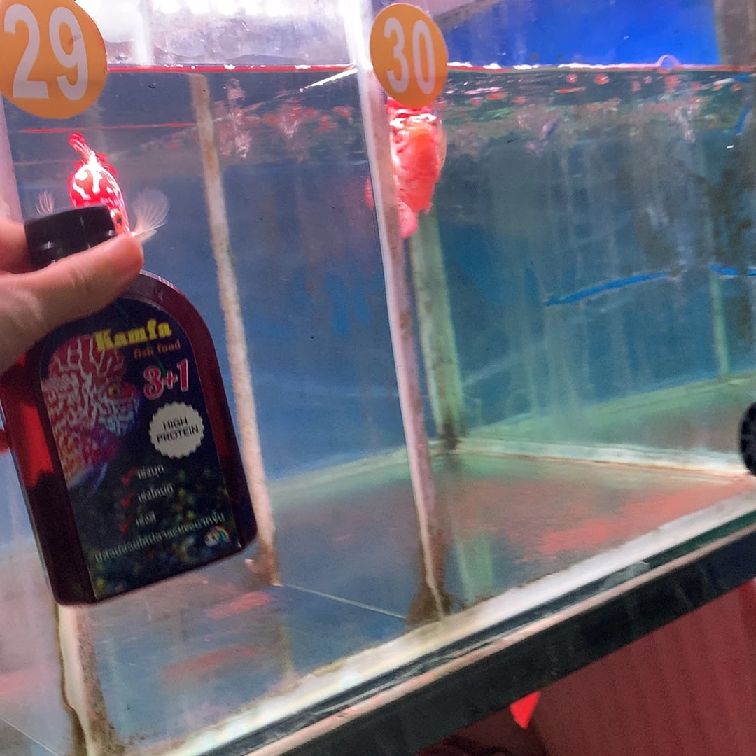 罗汉鱼三合一88888888