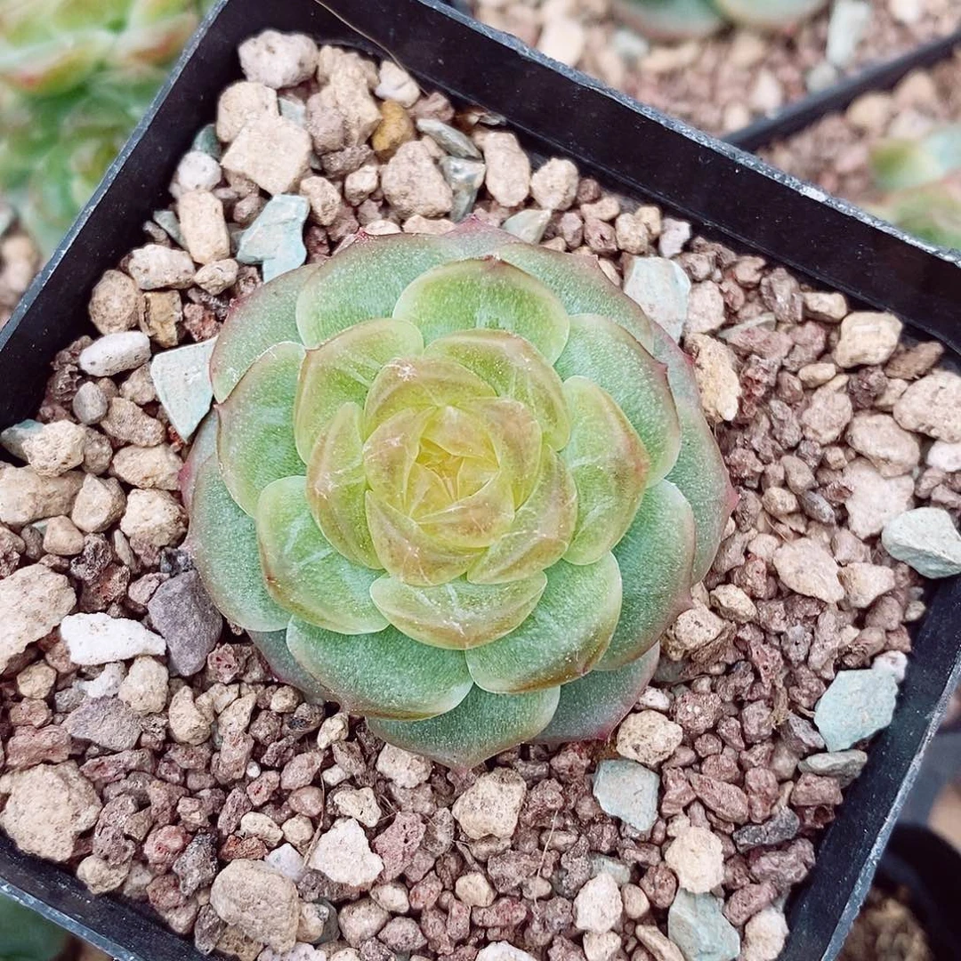 无尽灯4-5cm多肉植物