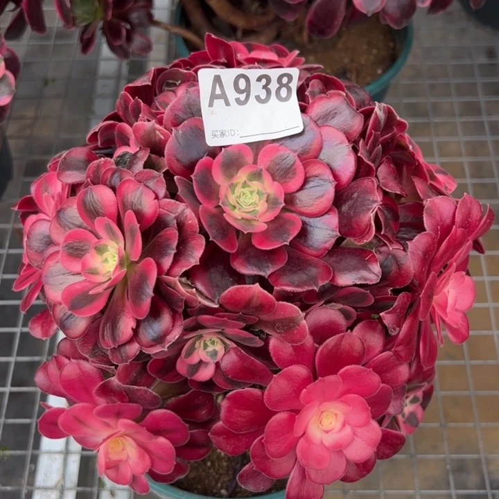 938美杜莎22厘米左右有断枝