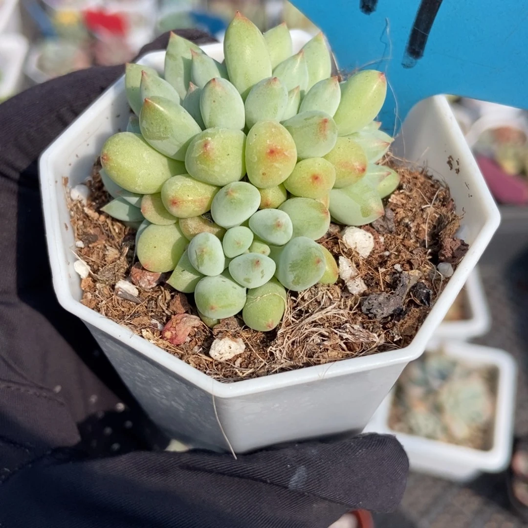 19萤火虫多肉植物多肉