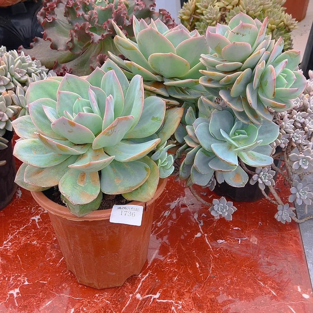 冰***淋1736凤多肉植物多肉