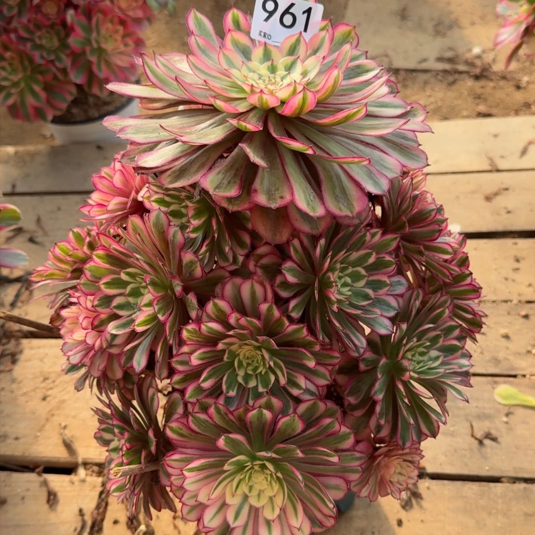 【闪购商品】961多肉