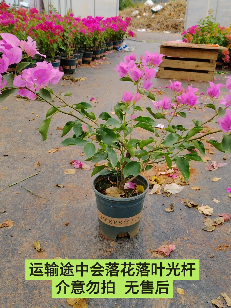 【蜡染粉—周兄弟】会落花落叶落秃 轻微折枝介意勿拍