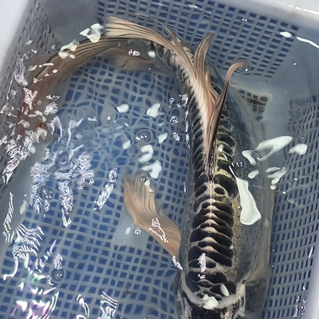 锦鲤冷水锦鲤包邮