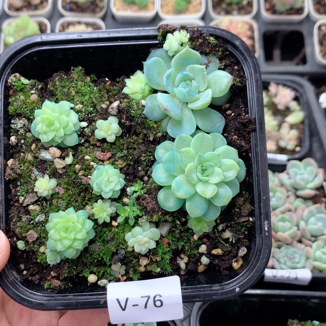 无花朵V76英语英语