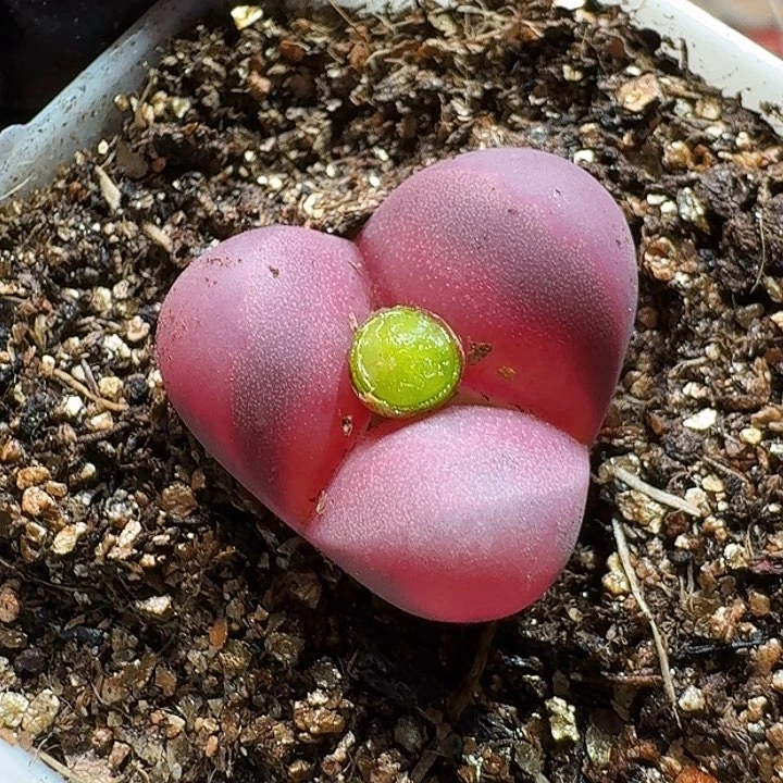 生石花2333:：：。  13