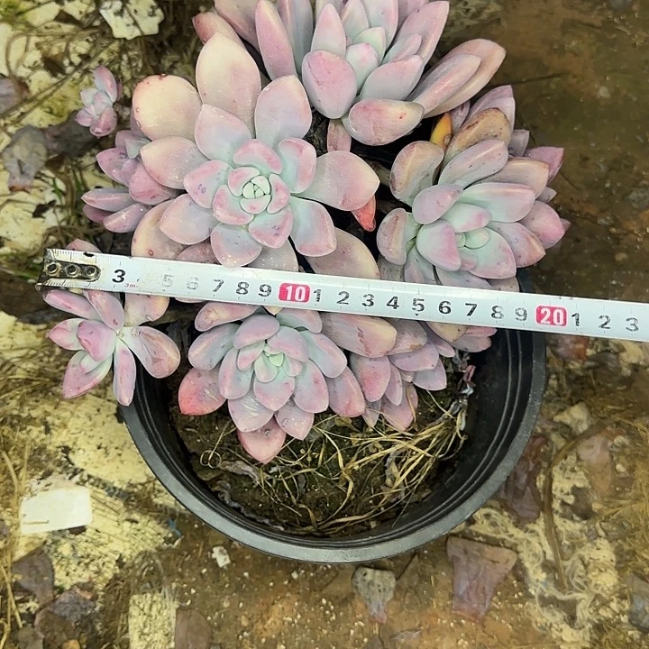 七***斓多肉植物一物一拍奥普765