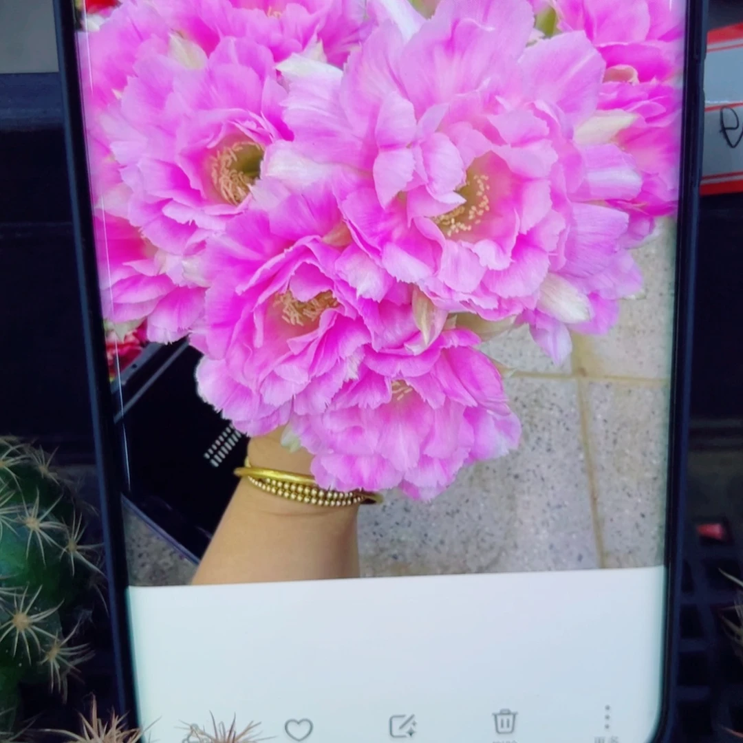 下10丽花135 歪无根侧芽3公分左右20包邮