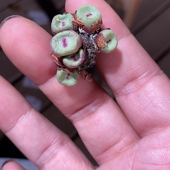 28384。   红嘴群生。