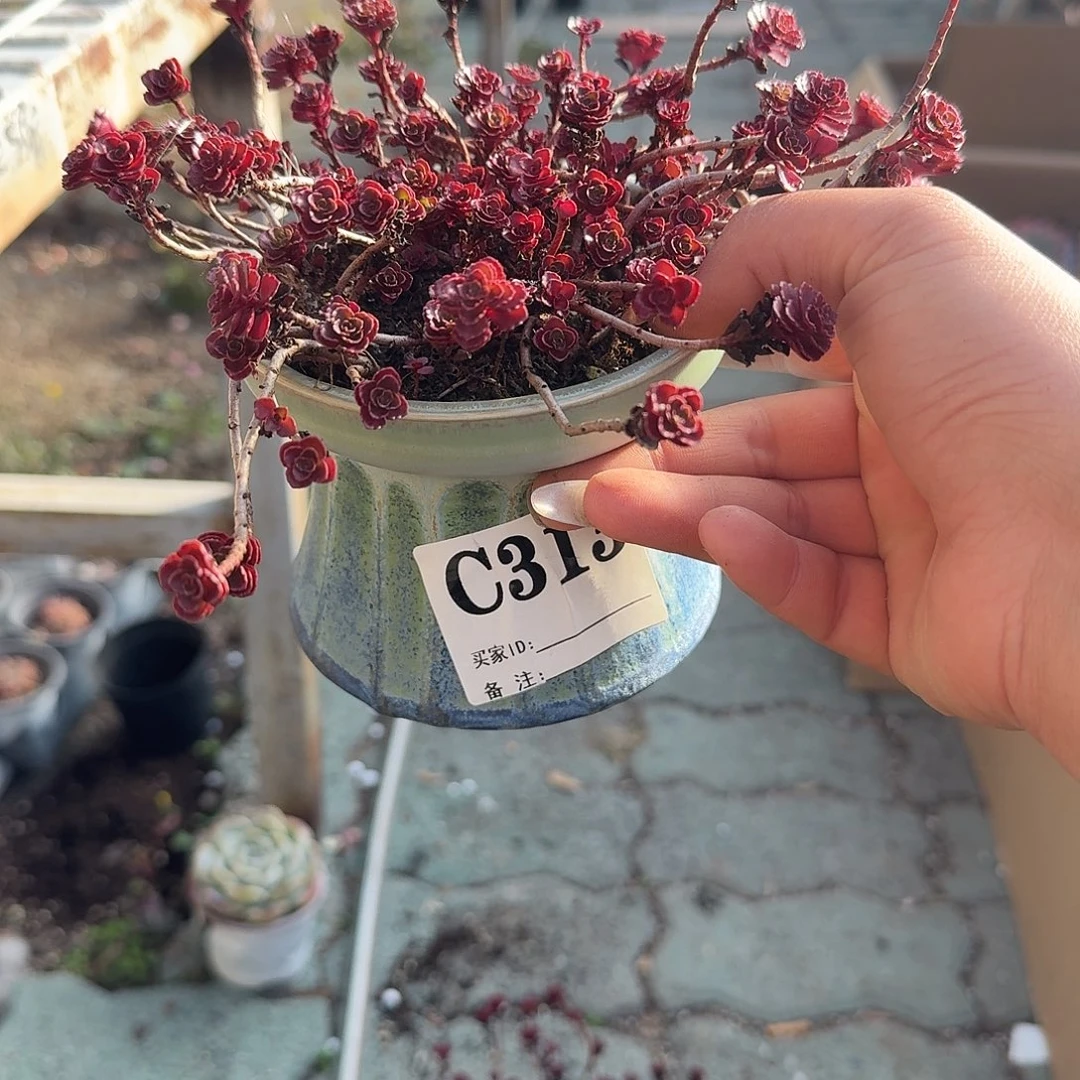 小球玫瑰带盆多肉