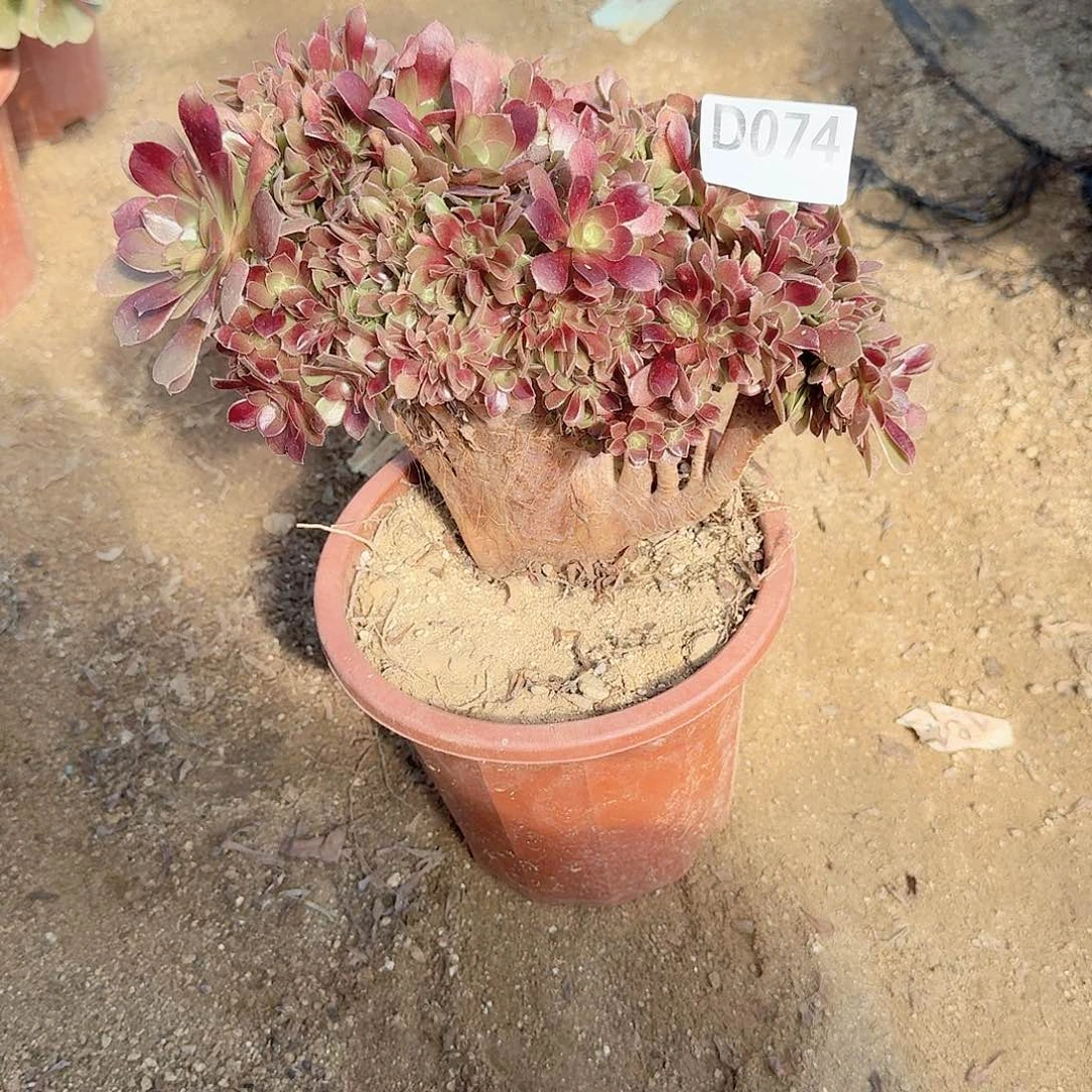 074玫瑰朵朵一颗呀呀