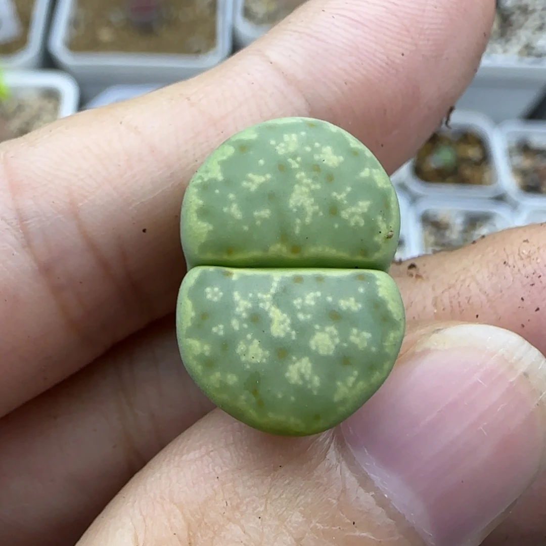 49 清框福利30包邮