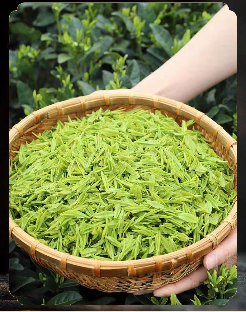 2025安吉自家高山白茶嫩芽条型头采茶叶鲜爽清香口感