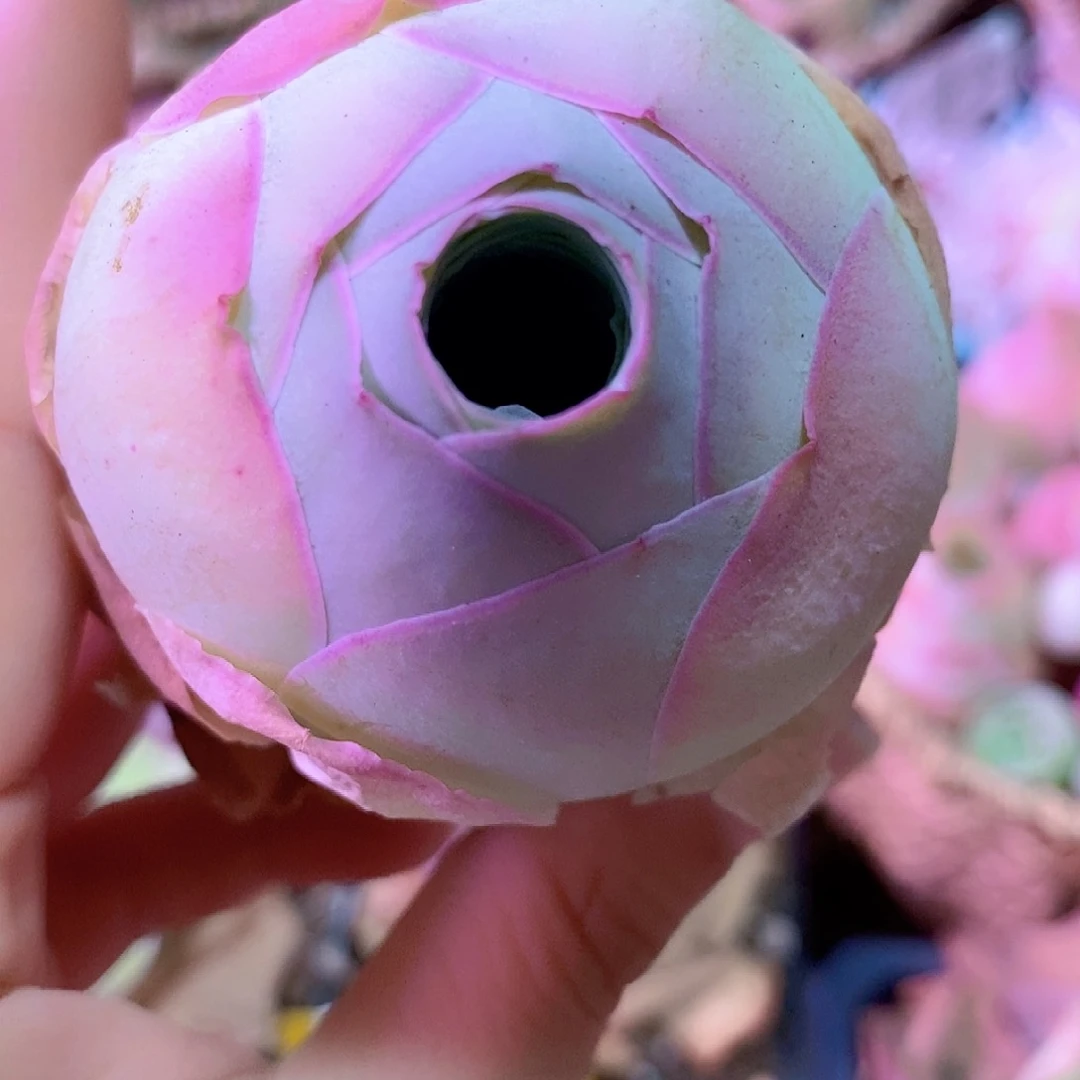 盛夏大单头一物一拍012