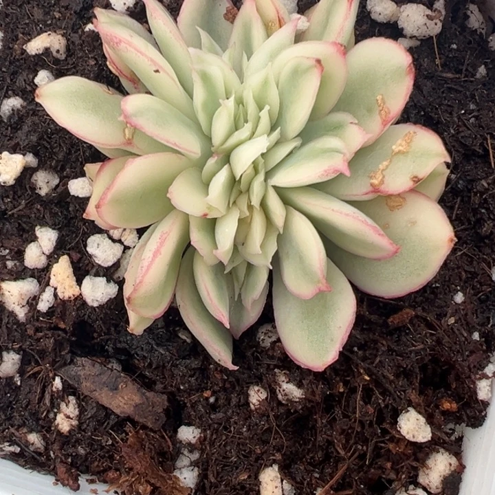 女王缀锦多肉植物101