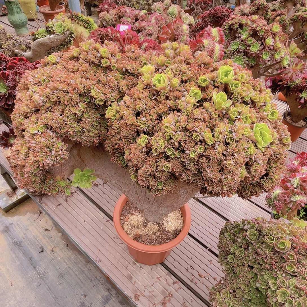 【闪购商品】无花朵萍*玫瑰