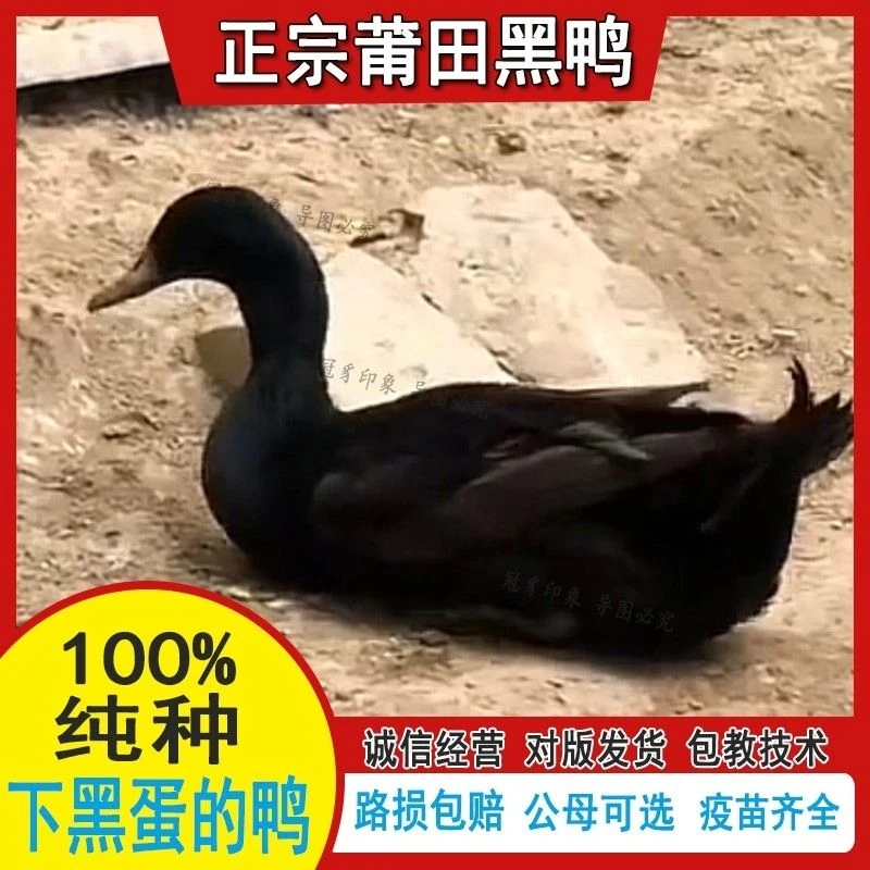 半斤莆田黑鸭黑蛋鸭宠物鸭苗