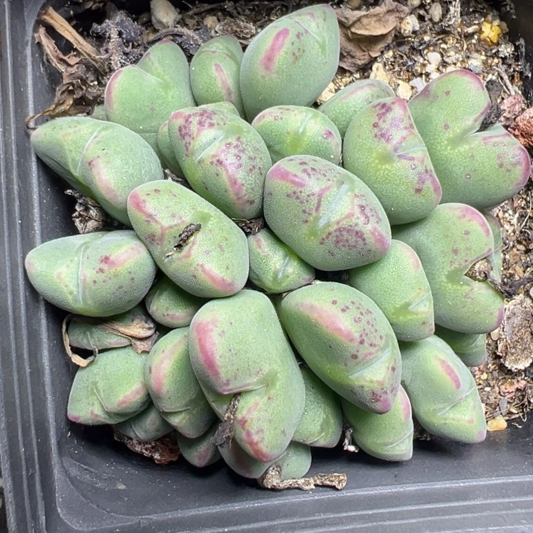 【闪购商品】278……