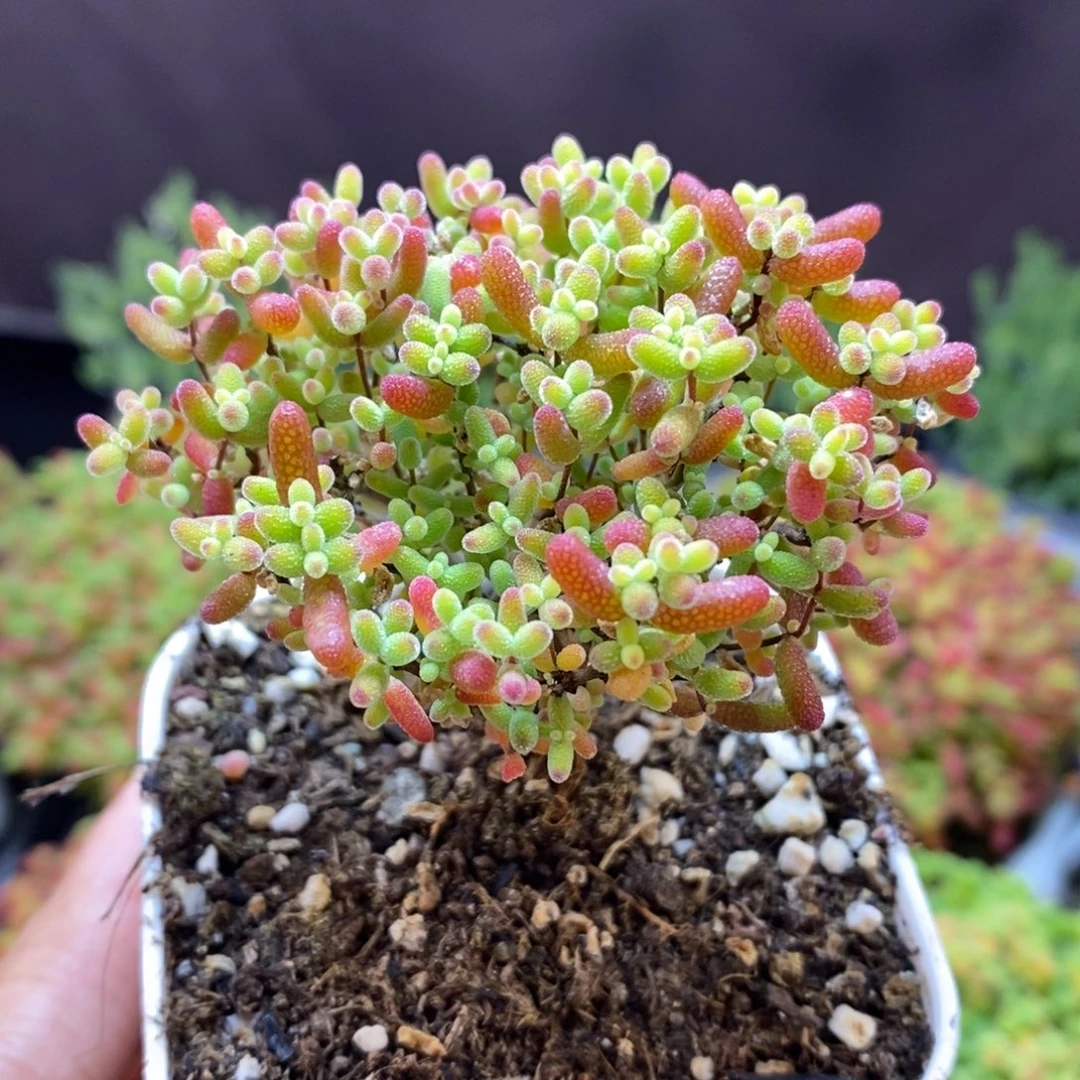 无花朵59号蜜橘糖球（开播浮力）