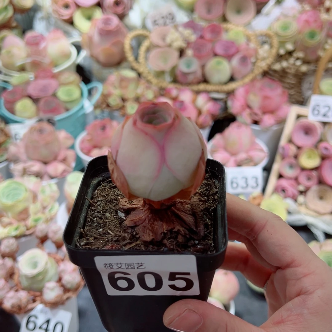 605边线粉桃小老桩