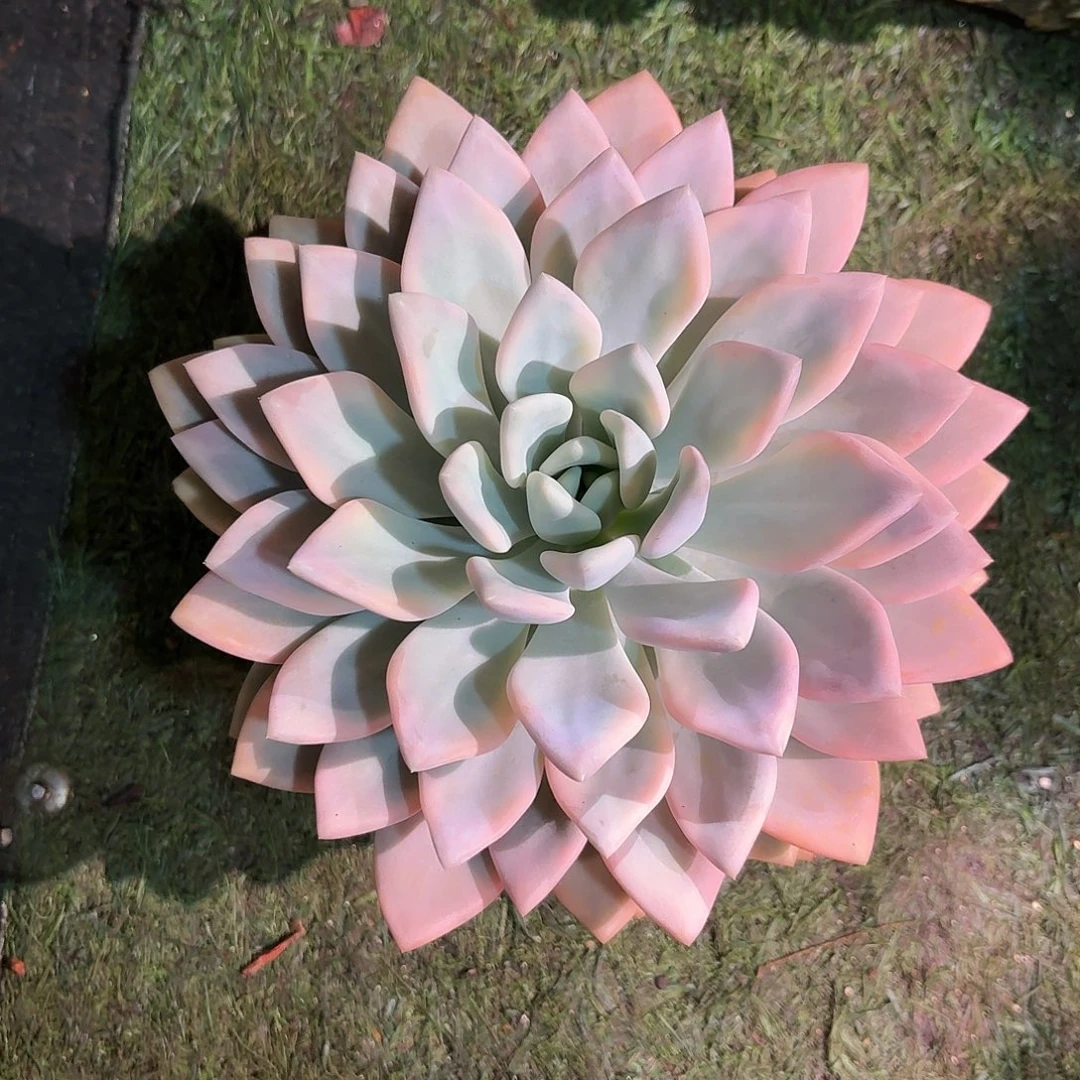 鹏***哥奥普锦多肉多肉多肉多肉